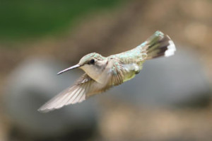 google's hummingbird algorithm